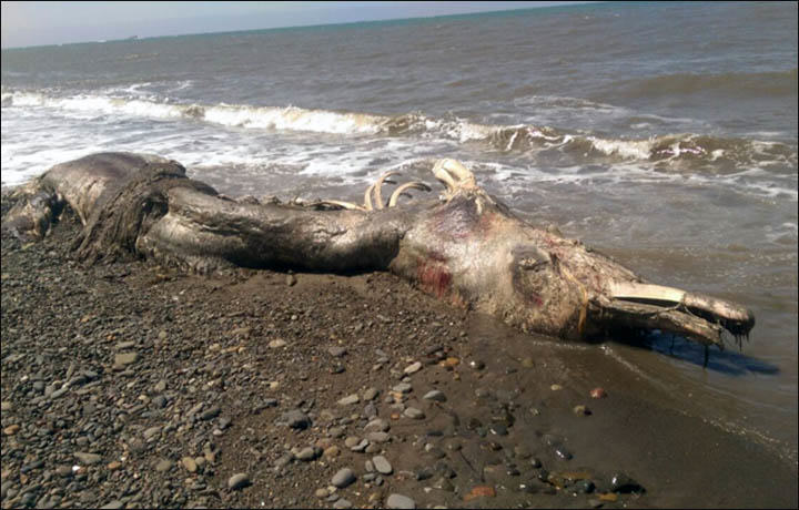 Μυστηριώδες θαλάσσιο τέρας ξεβράστηκε σε ακτή της Ρωσίας