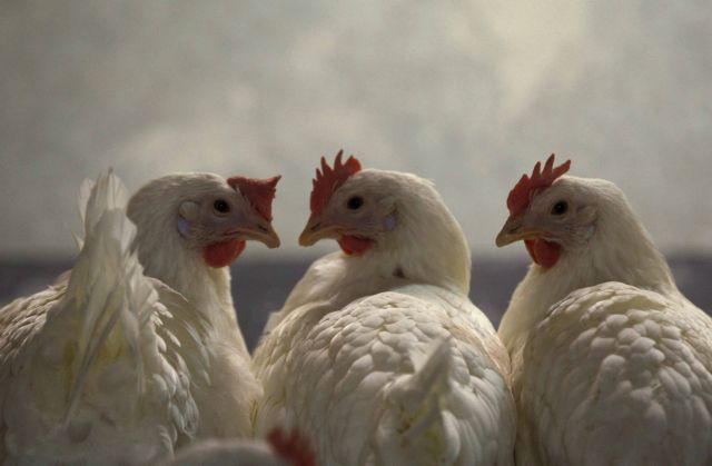 Κίνα: Κότες σε ρόλο σεισμολόγου