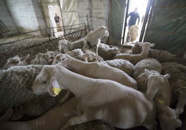 Στη Ρωσία μοιράζουν 1.000 πρόβατα σε πολυμελείς οικογένειες