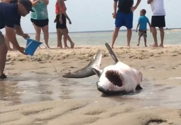 Λευκός καρχαρίας ξεβράστηκε ζωντανός σε παραλία των ΗΠΑ