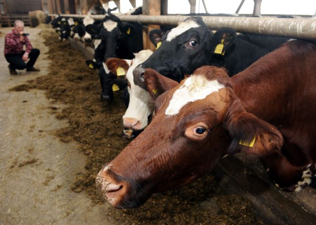 Αγελάδες σκάνε από τη ζέστη και αναζητούν τη δροσιά του κλιματιστικού