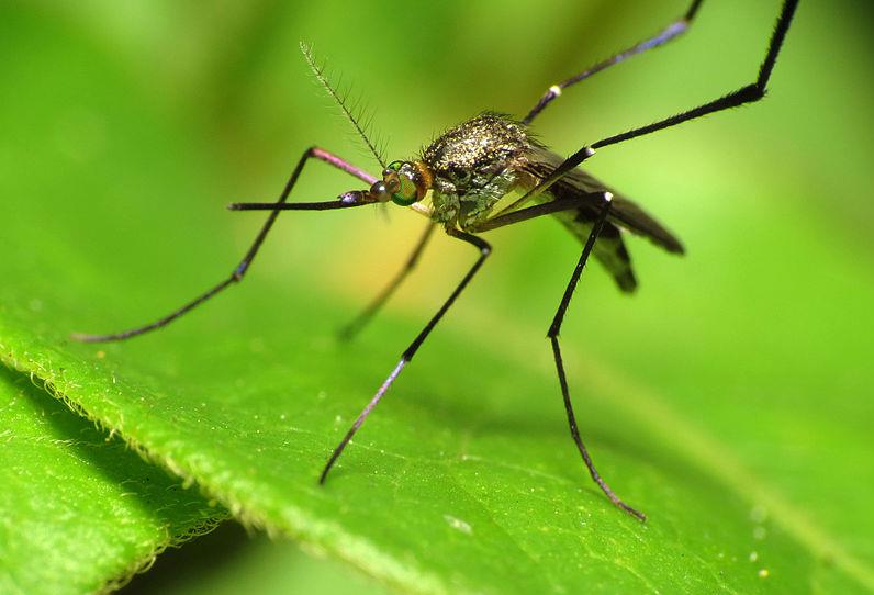 Κουνούπια: πρώτα μυρίζουν, μετά κοιτάζουν