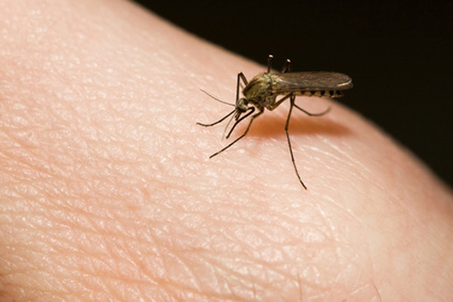 Γιατί είναι αδύνατον να γλιτώσουμε από τα τσιμπήματα των κουνουπιών;