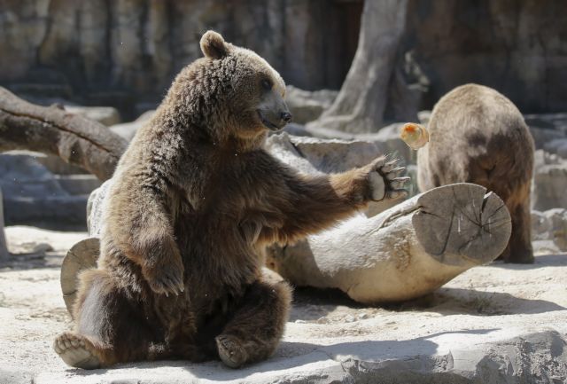 Πεινασμένες αρκούδες λυμαίνονται τα… νεκροταφεία πόλης στην Άπω Ανατολή