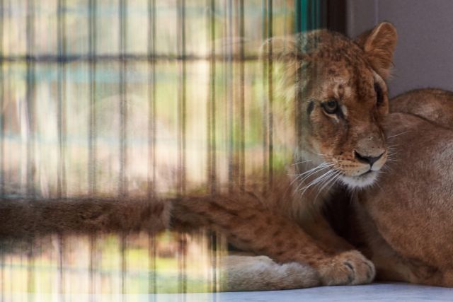 Ισπανός κυνηγός «καθάρισε» το πιο αγαπητό λιοντάρι της Ζιμπάμπουε
