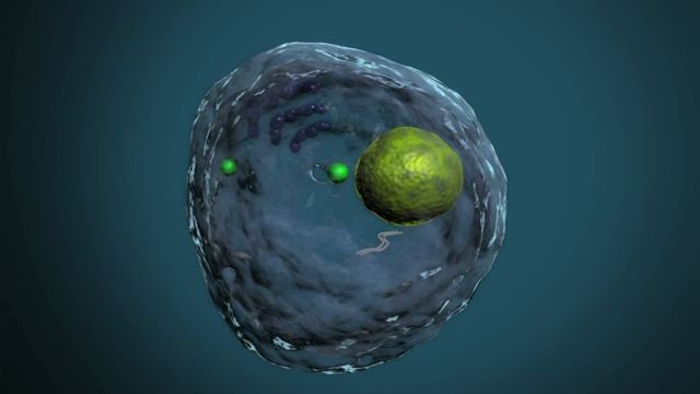 Το πρώτο τεχνητό ριβόσωμα κυττάρου