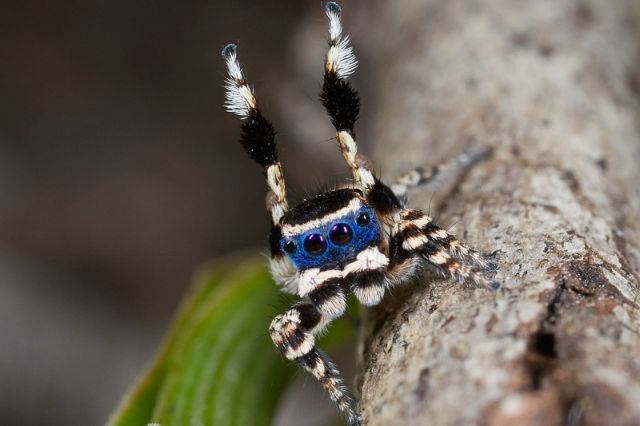 Αράχνη-χορευτής δείχνει τις κινήσεις του στο θηλυκό