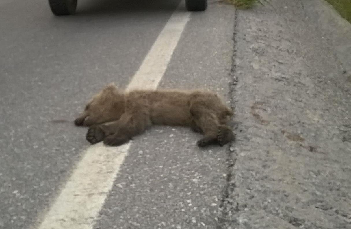 Ακόμα ένα αρκουδάκι σκοτώθηκε στην Εγνατία Οδό