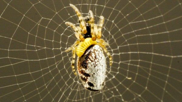 Διαβολική σφήκα υποχρεώνει αράχνες να της πλέκουν ζιπουνάκια