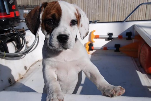 Όταν τα σκυλάκια κάνουν puppy eyes