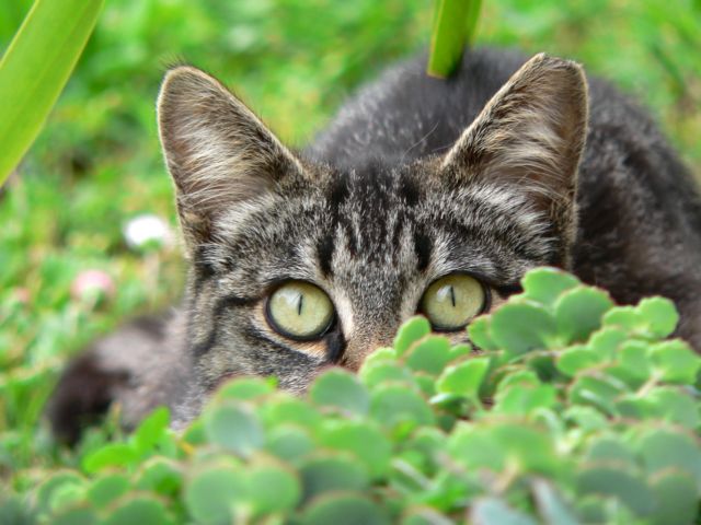 Γιατί οι γάτες έχουν κάθετα σχιστά μάτια
