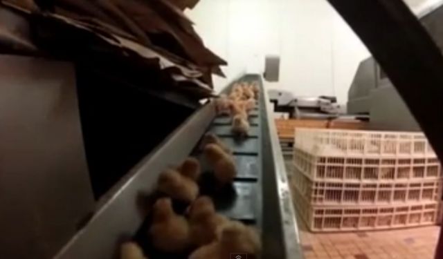 Βίντεο: Φρικτές εικόνες σε γαλλικό εκκολαπτήριο κοτόπουλων