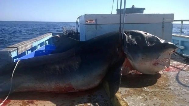 Αυστραλός ψαράς σκότωσε καρχαρία-τίγρη εξίμισι μέτρων