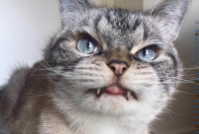 Γάτα-βαμπίρ κάνει θραύση στο Διαδίκτυο