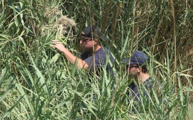 Δάσος από 1.500 φυτά χασίς βρήκε η αστυνομία στη Φωκίδα