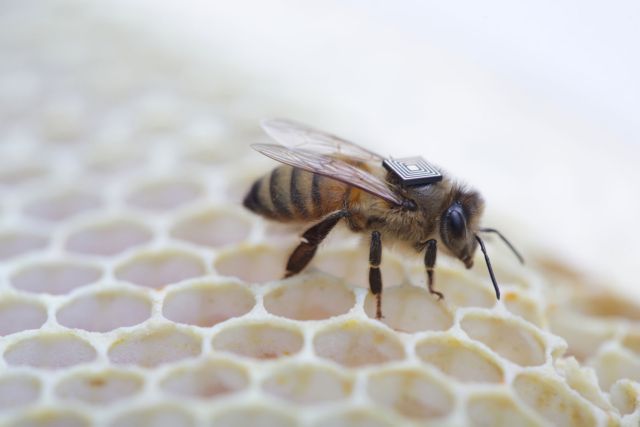 Γιατί πεθαίνουν οι μέλισσες θα αποκαλύψει σύστημα από πλακέτες Intel Edison