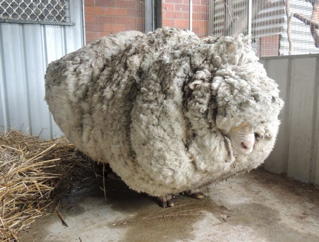 Κρις: Tο πιο μαλλιαρό πρόβατο στον κόσμο