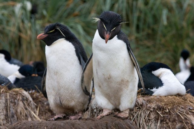 Οι παντρεμένοι πιγκουίνοι ζουν μακριά και αγαπημένοι