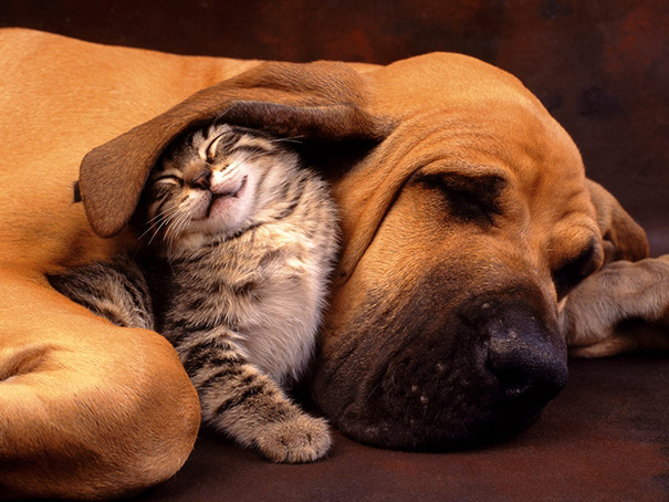 15 φωτογραφίες που αποδεικνύουν ότι οι σκύλοι είναι φίλοι με τις γάτες