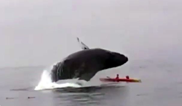 Φάλαινα 40 τόνων προσγειώθηκε στο κανό τους