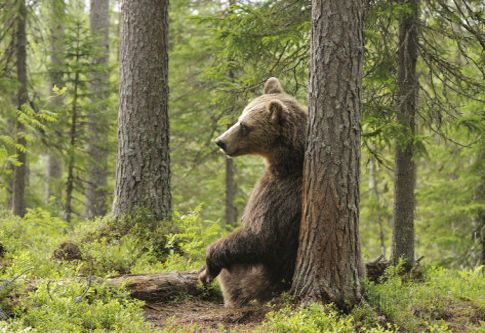 Οι αρκούδες ανακάμπτουν, δείχνουν οι τρίχες στους στύλους της ΔΕΗ