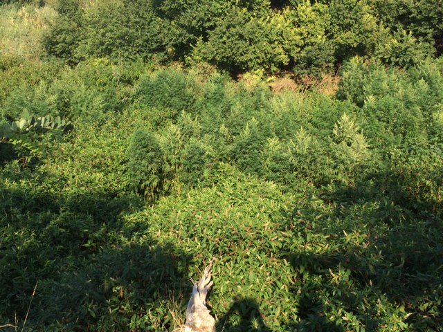 Ξάνθη: Χιλιάδες δενδρύλλια χασίς έξω από εγκαταλελειμμένο εργοστάσιο