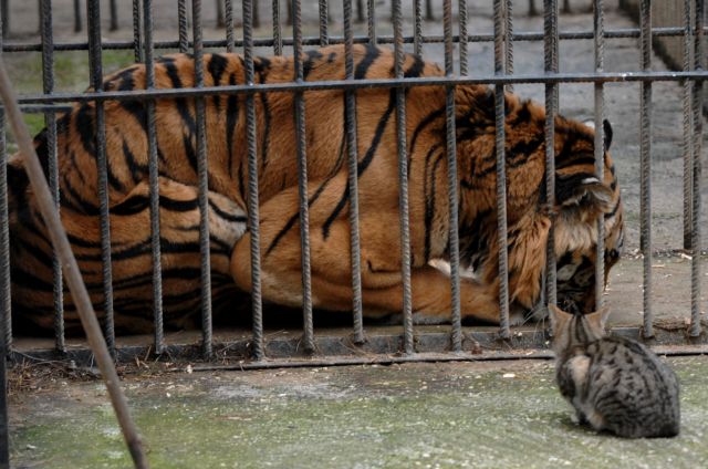 Πέθανε ο Φοίβος, η παραμελημένη τίγρη των Τρικάλων