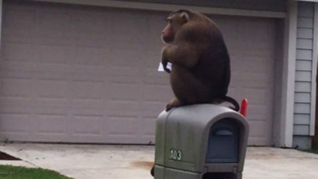 Μαϊμού έτρωγε τις επιστολές από γραμματοκιβώτιο στη Φλόριντα