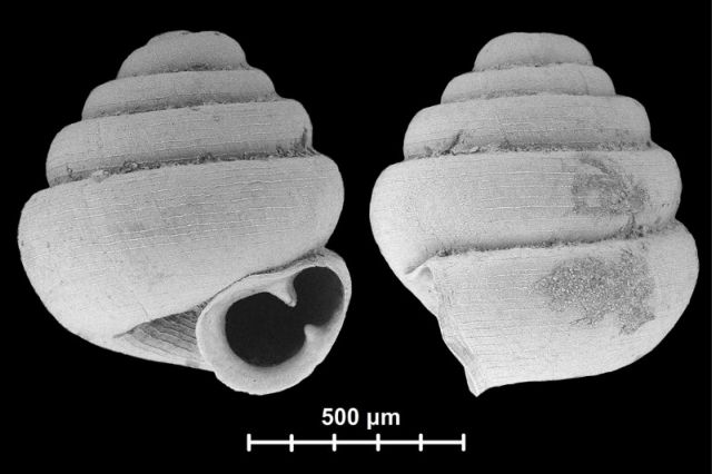 Το μικρότερο σαλιγκάρι είναι 10 φορές μικρότερο από το μάτι της βελόνας
