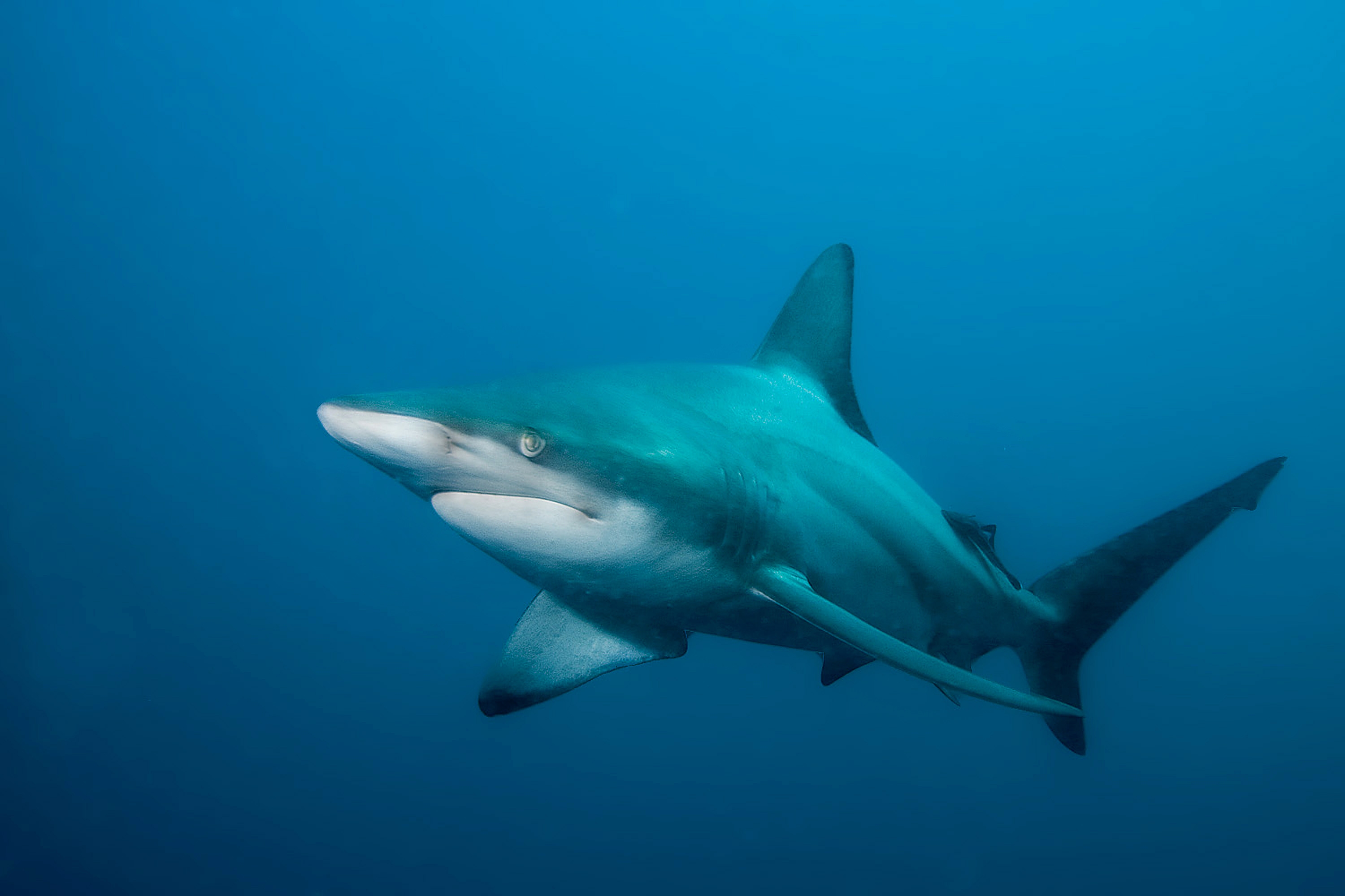 Γιατί έχουν αγριέψει οι καρχαρίες στην Αυστραλία;