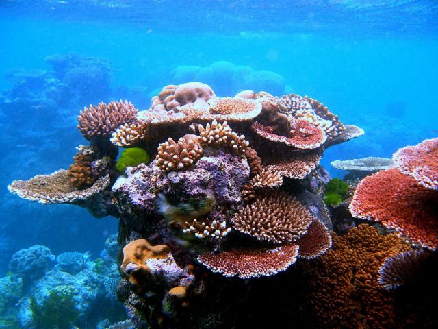 Θερμές θάλασσες φέρνουν παγκόσμια επιδημία στα κοράλλια
