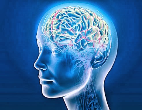 Στο σύστημα πλοήγησης του εγκεφάλου επιτίθεται πρώτα η νόσος Αλτσχάιμερ