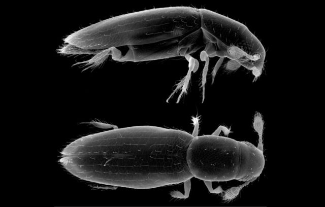 Τα μικρότερα έντομα του κόσμου μόλις που διακρίνονται