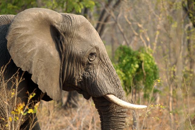 Μετά τον Σέσιλ: Τουρίστας σκότωσε τον «εθνικό ελέφαντα» της Ζιμπάμπουε