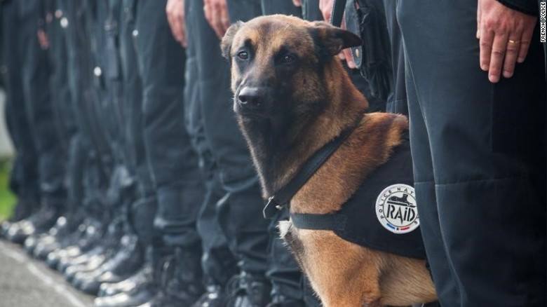 Ντιζέλ, ο αστυνομικός σκύλος που πέθανε για τη Γαλλία