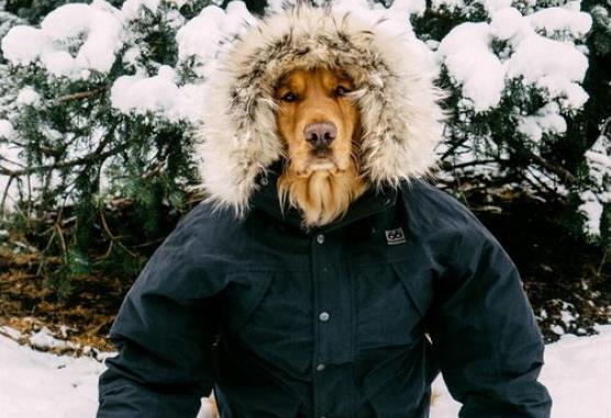 Άσπεν: Ο τετράποδος σταρ που έχει τρελάνει το Διαδίκτυο