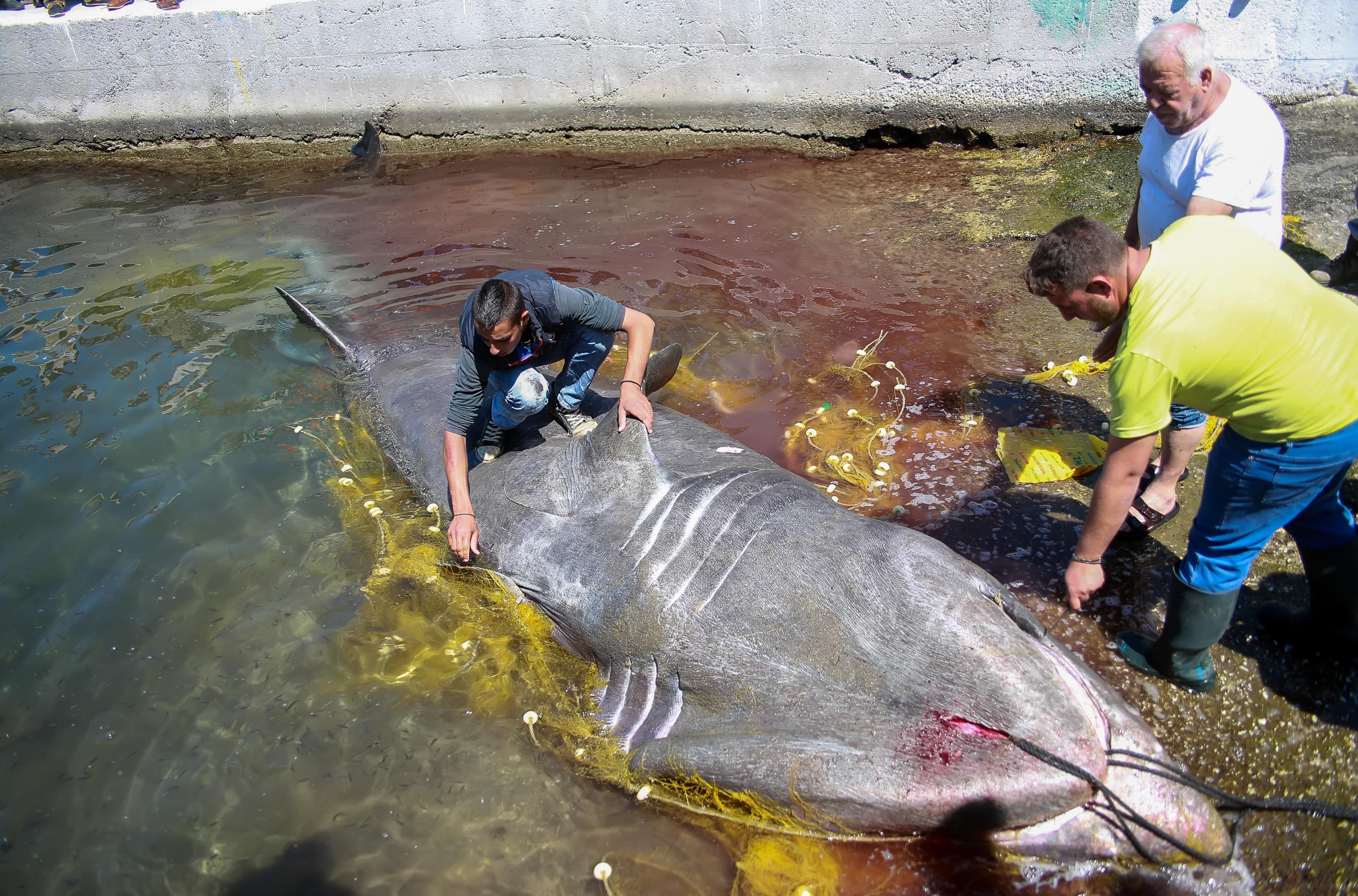 Απειλούμενος καρχαρίας 7 μέτρων πιάστηκε ανοιχτά της Λέσβου