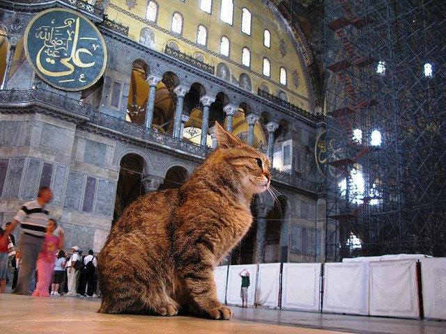Ένας αλλήθωρος γάτος είναι ο πραγματικός «θρύλος» της Αγίας Σοφίας