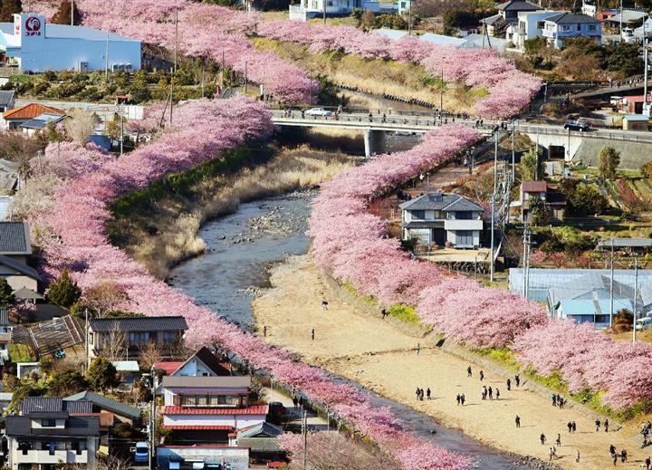 Οι κερασιές άνθισαν νωρίς στην Ιαπωνία – Εικόνες