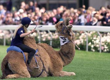Καμήλα με… εγωισμό