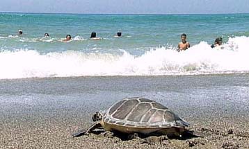 Η Ευρωπαϊκή Επιτροπή στέλνει την Ελλάδα στο δικαστήριο για την caretta caretta