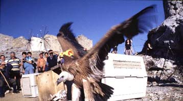 Απελευθέρωση άγριων πουλιών στο Λασίθι της Κρήτης