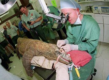 Πρωτοποριακή εγχείρηση καταρράκτη σε δράκο του Κομόντο