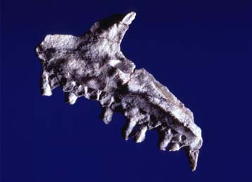 Απολιθώματα δεινοσαύρων ηλικίας 230 εκατομμυρίων ετών ανακαλύπτονται στη Μαδαγασκάρη