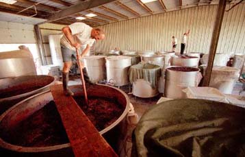 Ανθίζει η οινοποιία στην Καλιφόρνια