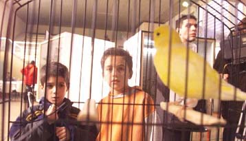 Διαγωνισμός για το πιο γλυκό κελάηδισμα