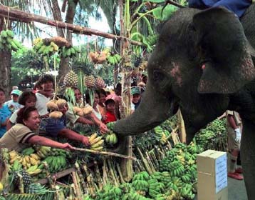 Με 72 ελέφαντες γιορτάζει η Ταϊλάνδη τα γενέθλια του βασιλιά της
