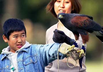 Παράδοση αποτελεί η εκγύμναση γερακιών στην Ιαπωνία