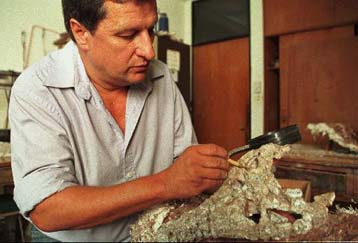 Απολιθωμένος κροκόδειλος 50 εκατομμυρίων ετών