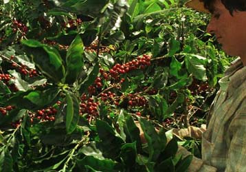 Διπλασιάζει τον κίνδυνο αποβολής για τις εγκύους η υπερβολική κατανάλωση καφεΐνης